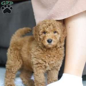 Chief, Goldendoodle Puppy